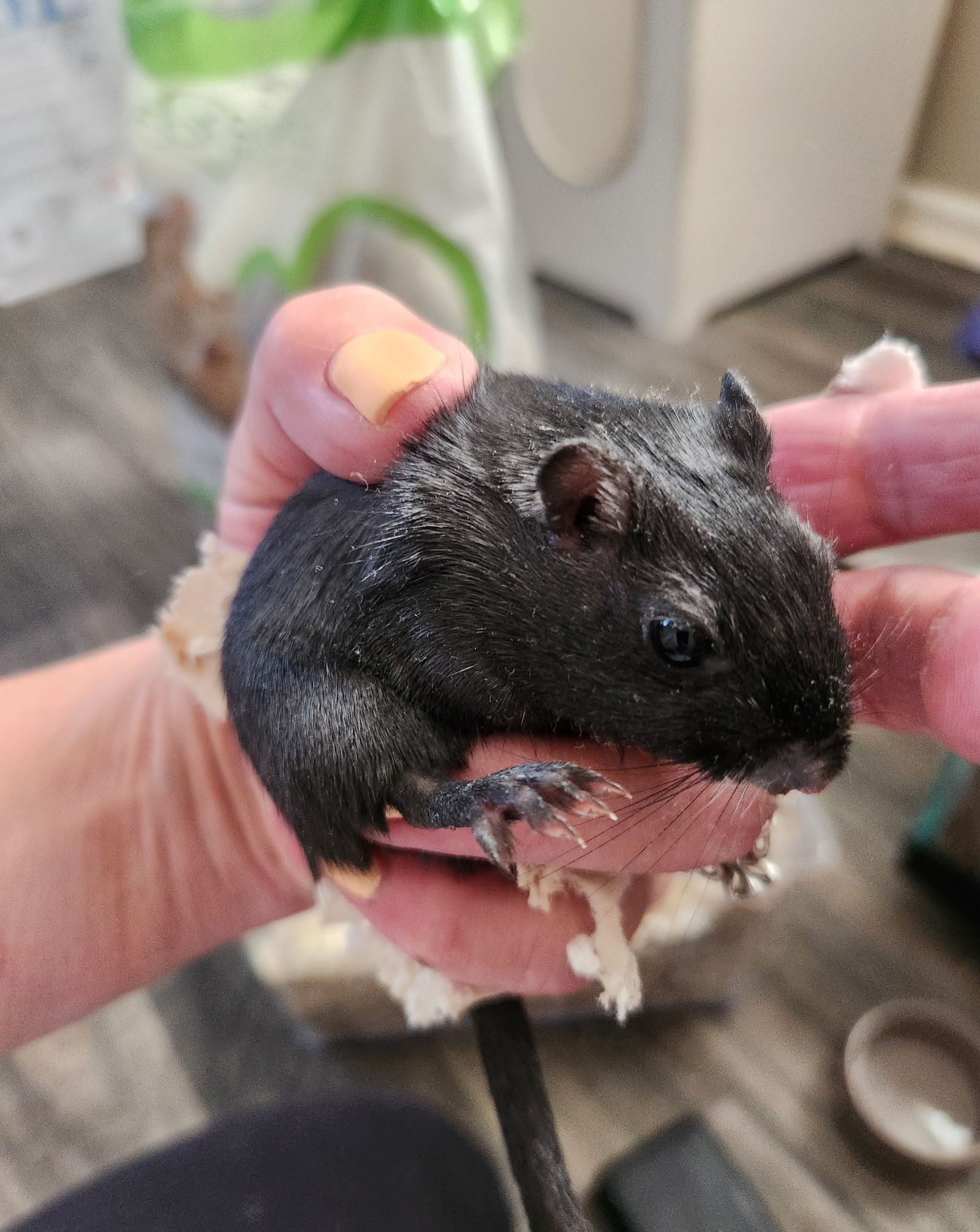 adoptable Gerbil in Philadelphia, PA named Pop