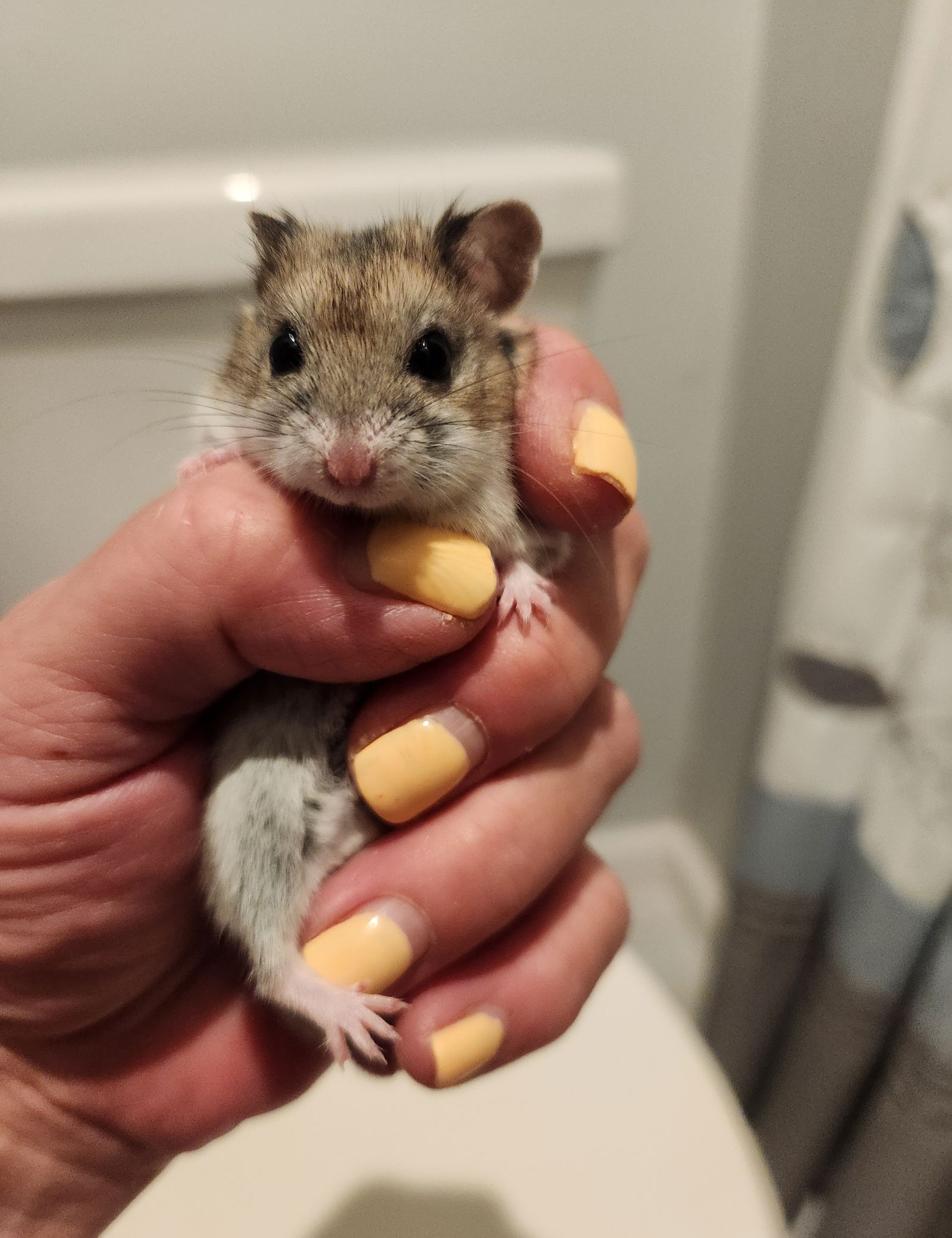 adoptable Hamster in Philadelphia, PA named Monkey