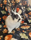 adoptable Rabbit in  named Chozen