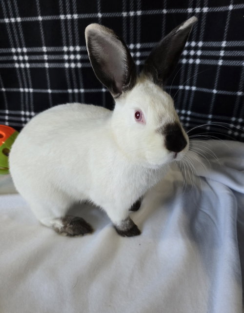 Photo 2 of Lottie