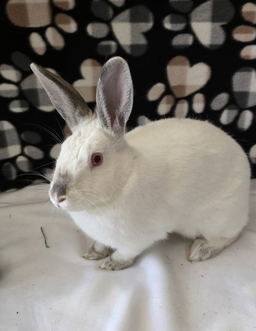 Photo 2 of Smudge