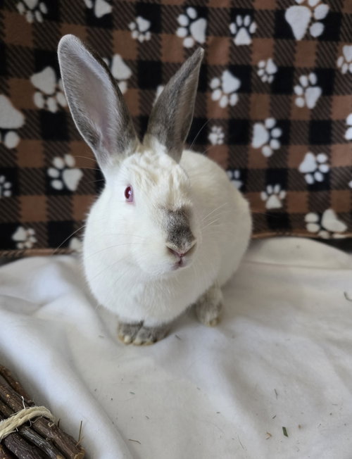 Photo 4 of Smudge