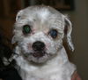 Gordy