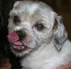 Gordy