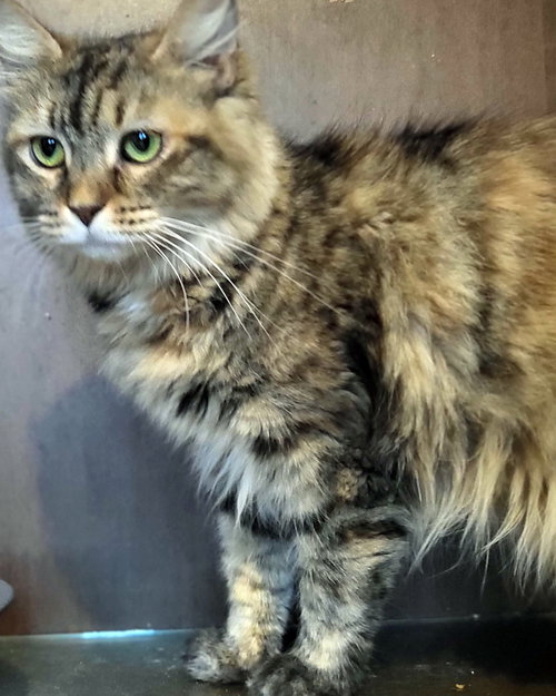 FAYE - Domestic Long Hair available for adoption