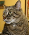 Gert