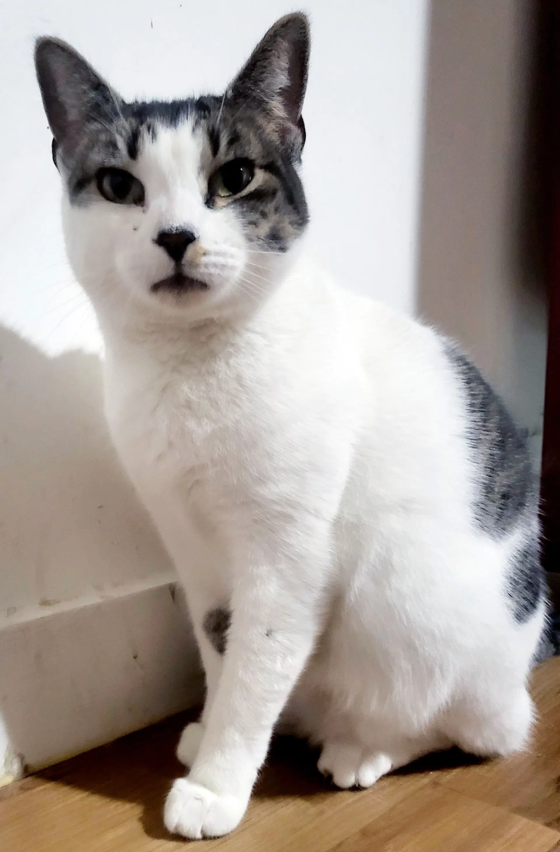 Giselle - Domestic Short Hair