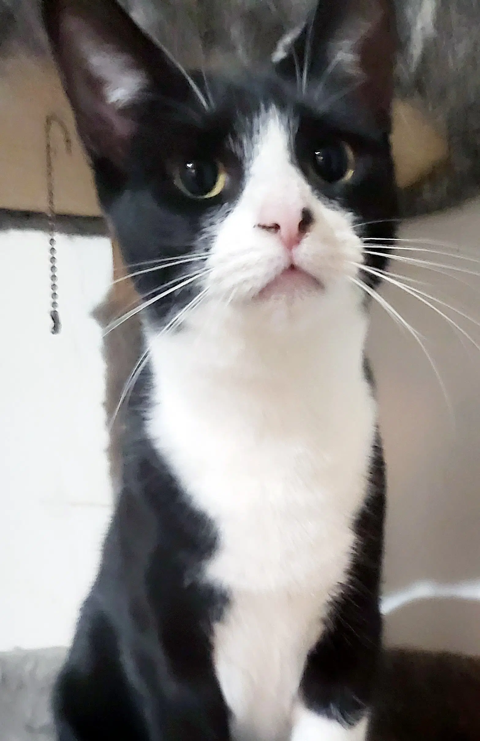 Jolene - Domestic Short Hair