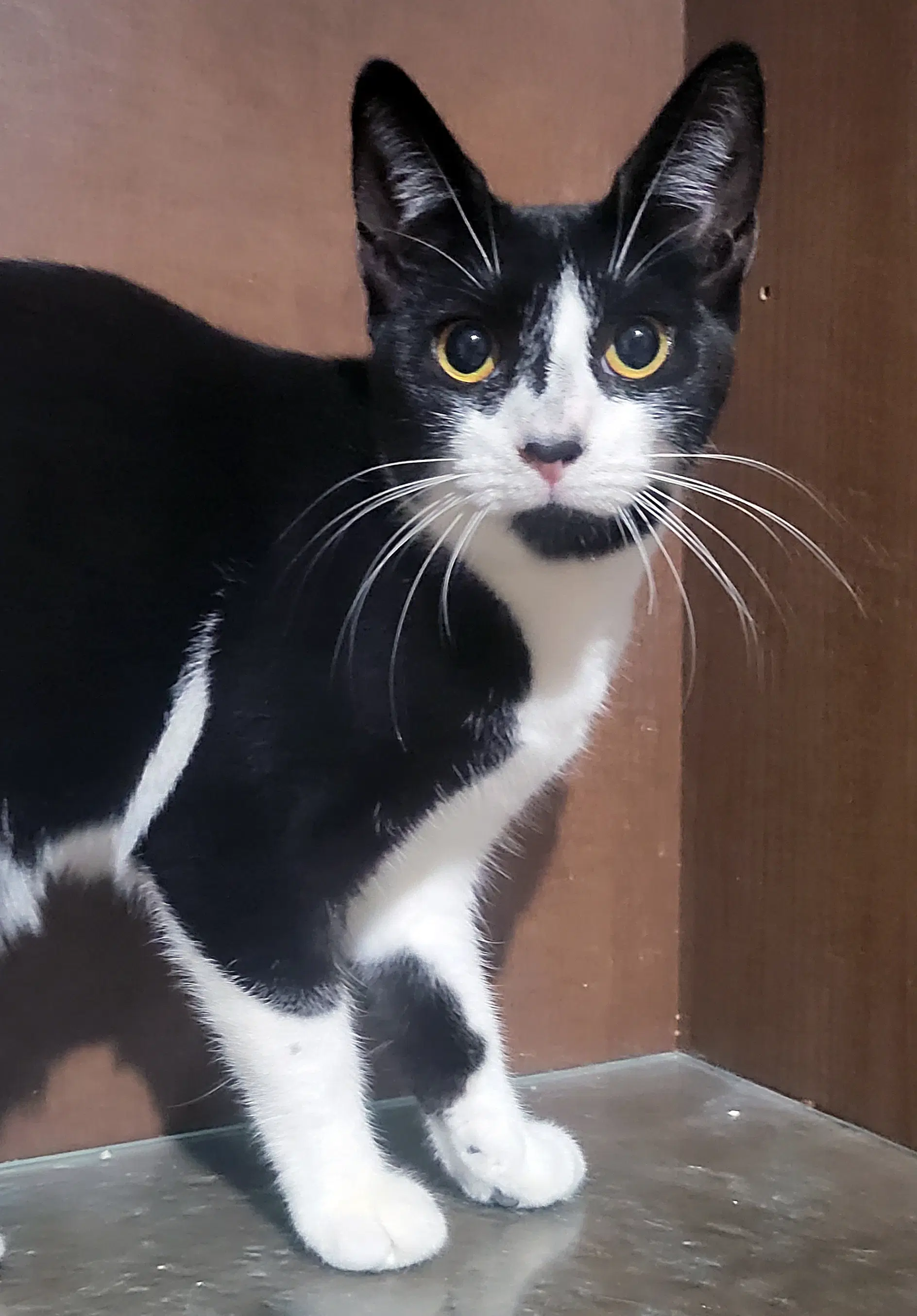 Zadie - Domestic Short Hair