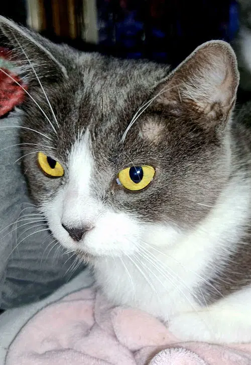 Savanah image 2