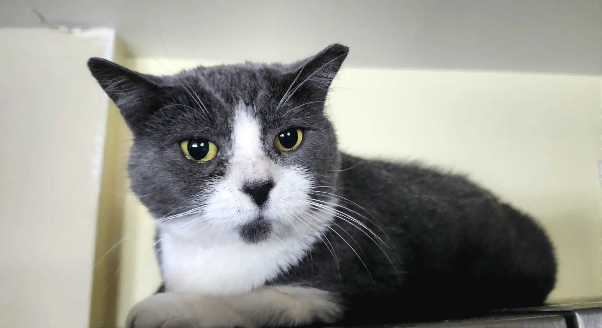 Savanah - Domestic Short Hair