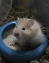 Reno *Adoption Pending *