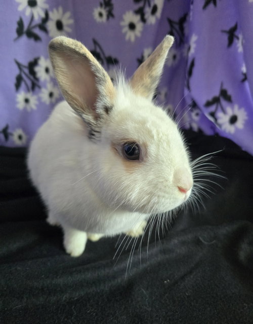 Photo 2 of Fleur