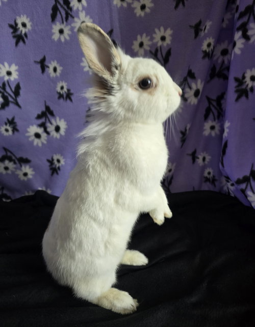 Photo 4 of Fleur