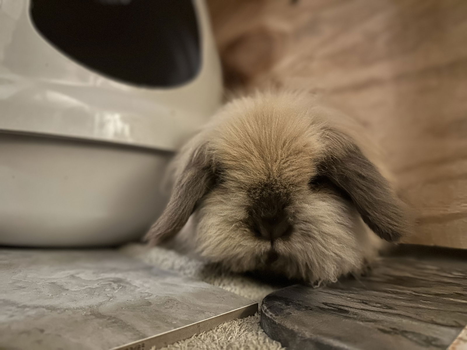 adoptable Rabbit in Philadelphia, PA named Bun Bun
