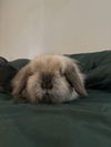 Bun Bun