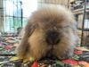 Bun Bun
