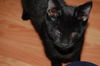 Black Bear