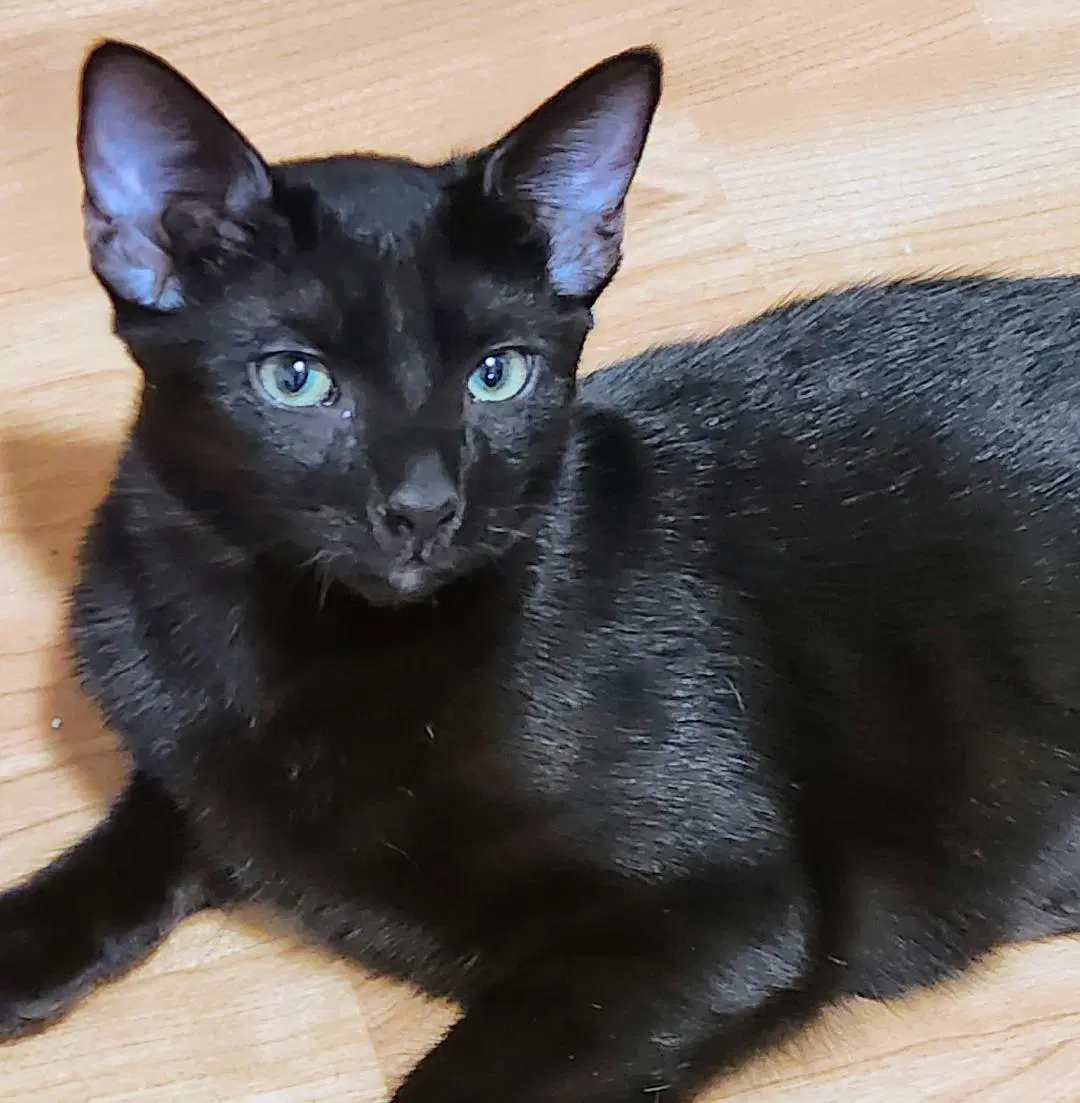 Beanie - Domestic Short Hair