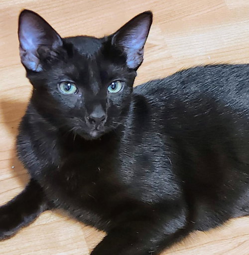 BEANIE - Domestic Short Hair available for adoption