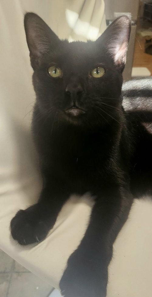 BEANIE - Domestic Short Hair available for adoption