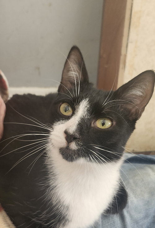 RAPHAEL - Domestic Short Hair available for adoption
