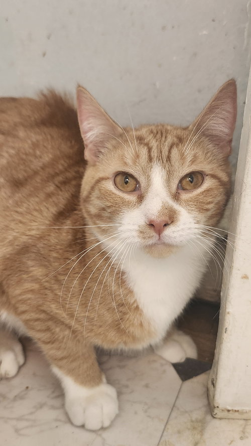 MICHELANGELO - Domestic Short Hair available for adoption