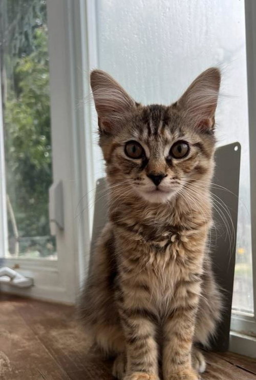 Miso