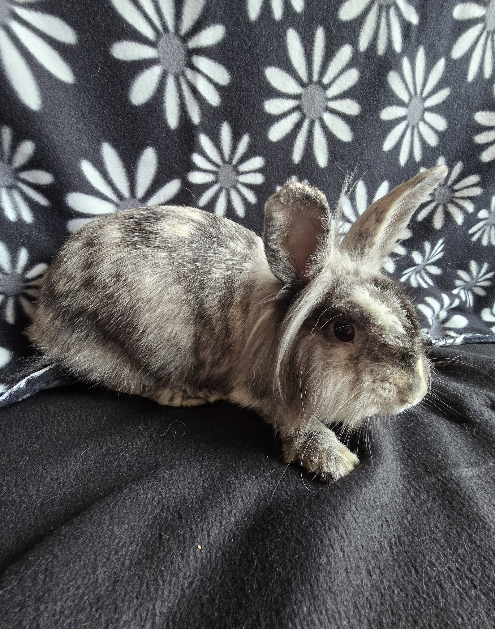 Elliot, rabbit