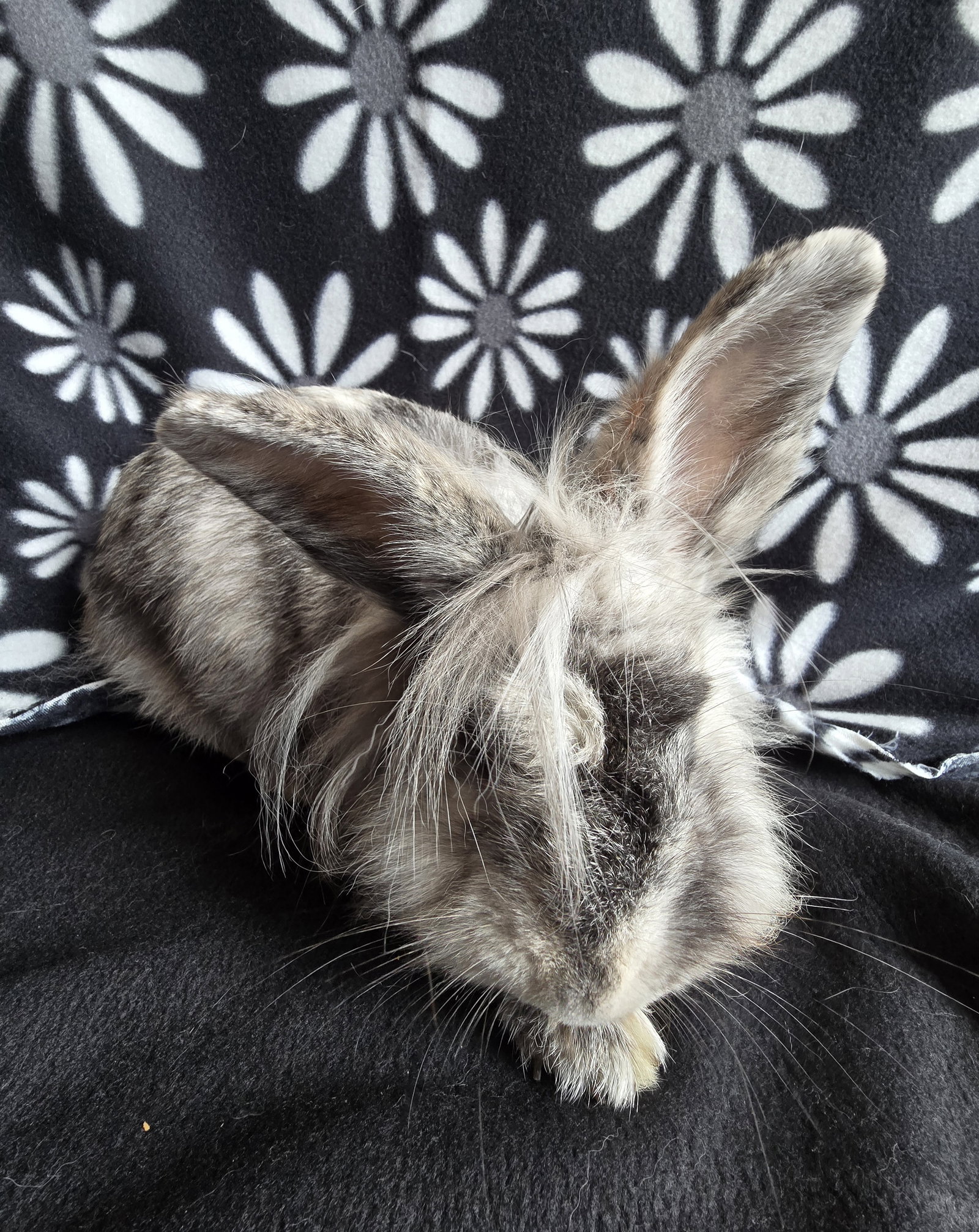 Elliot, photo 2