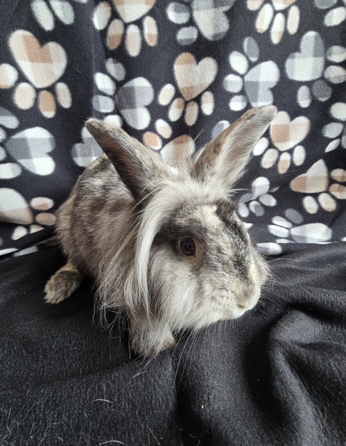 Photo 4 of Elliot