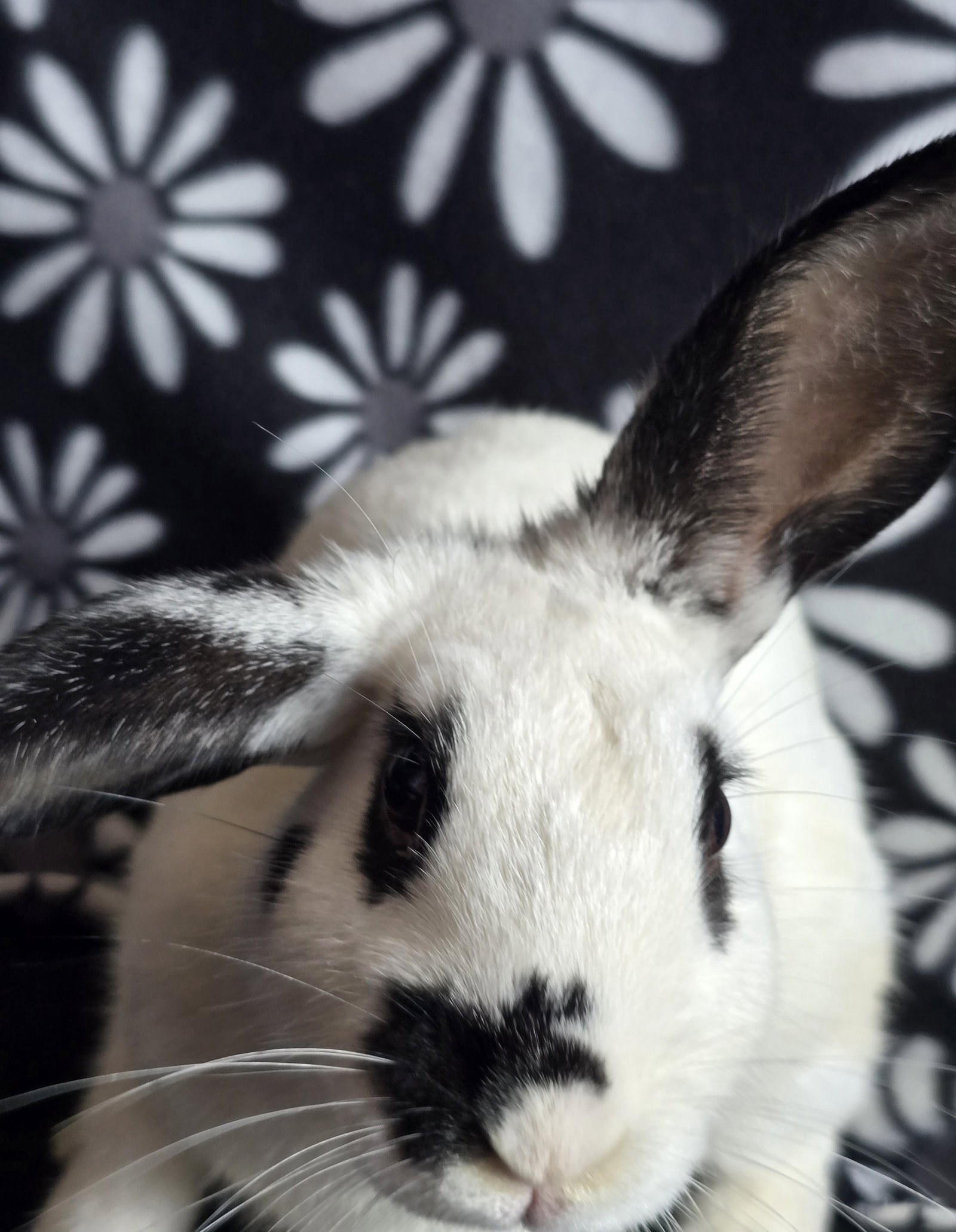 Todd, rabbit