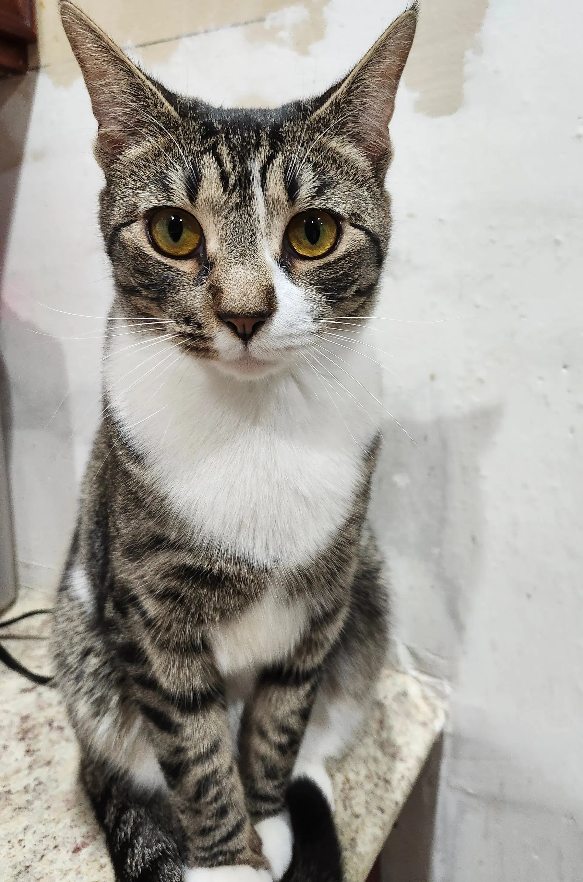Sushi - Domestic Short Hair