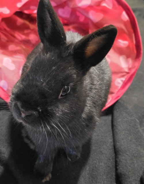 Photo 2 of Pixel