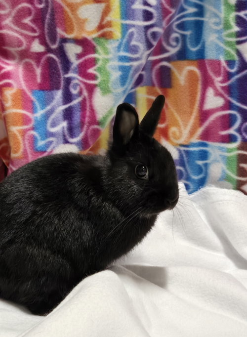 Photo 5 of Pixel