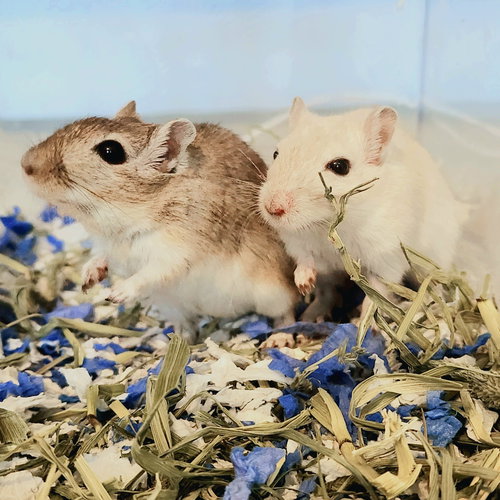 Norbert & Daggett
