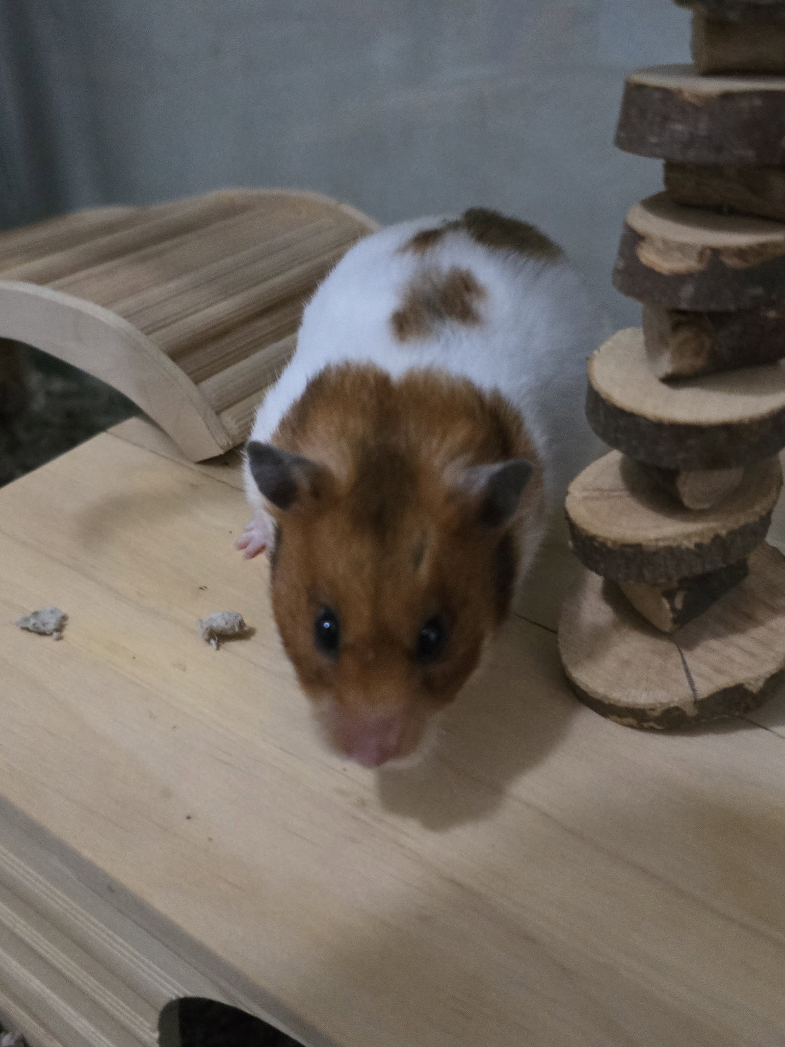Sophie, photo 2