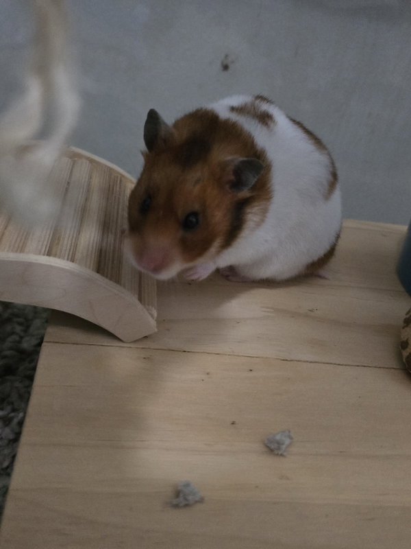 Sophie