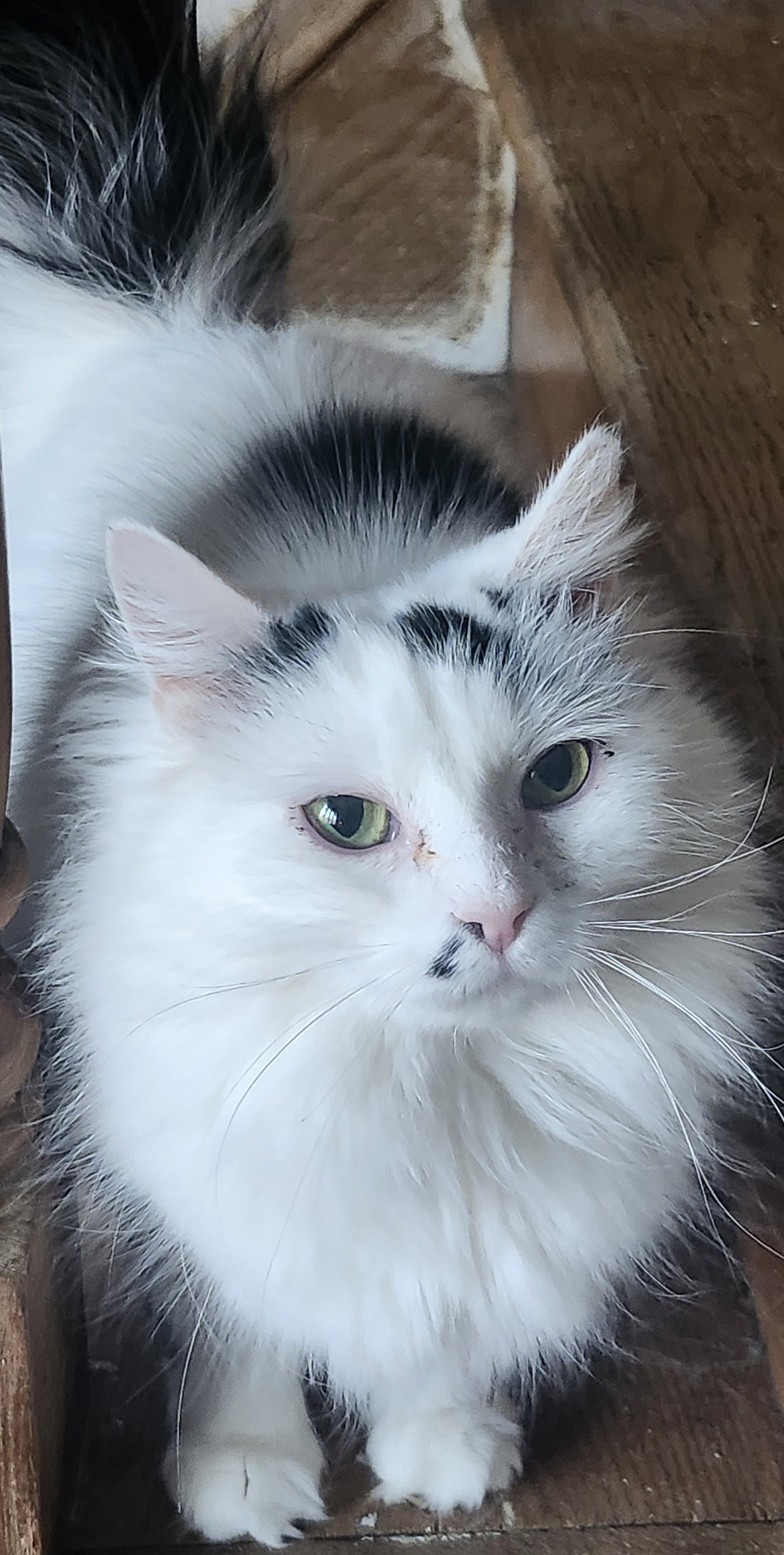 Nimbus