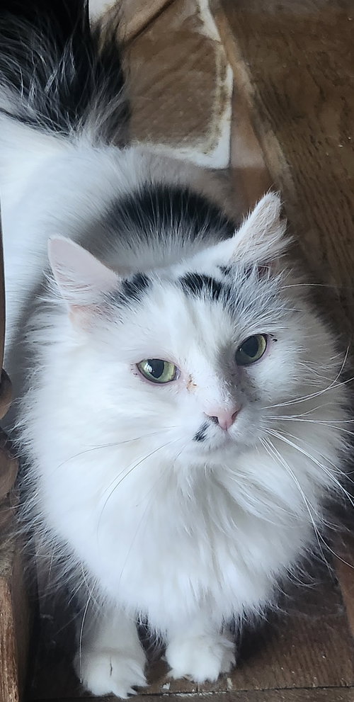 Nimbus, an adoptable Domestic Long Hair in Philadelphia, PA