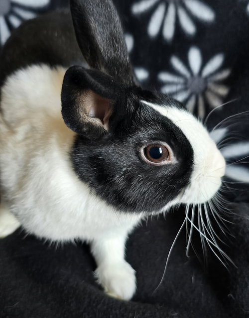 Zane, a rabbit for adoption from Northeast Animal Rescue