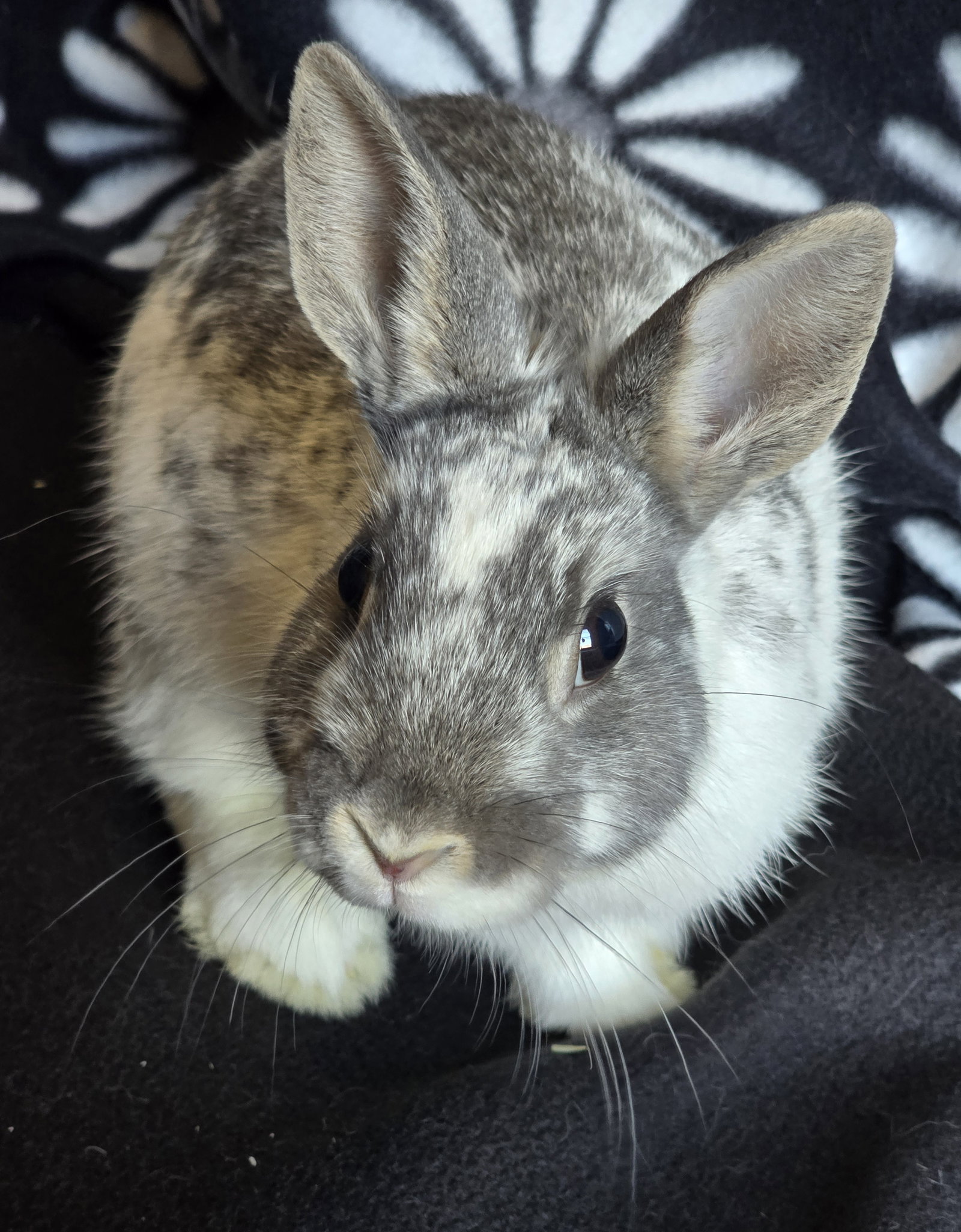 Kieran, rabbit — photo 1 of 4