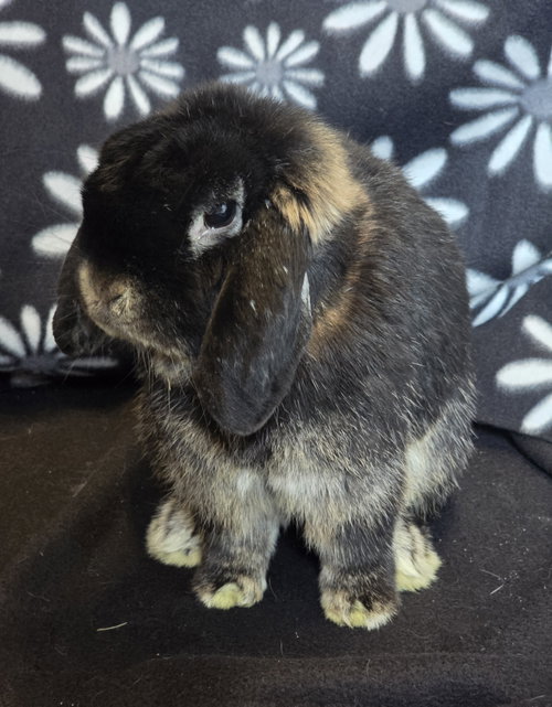 Harold, a rabbit for adoption from Northeast Animal Rescue
