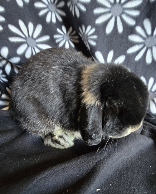 Photo 3 of Harold