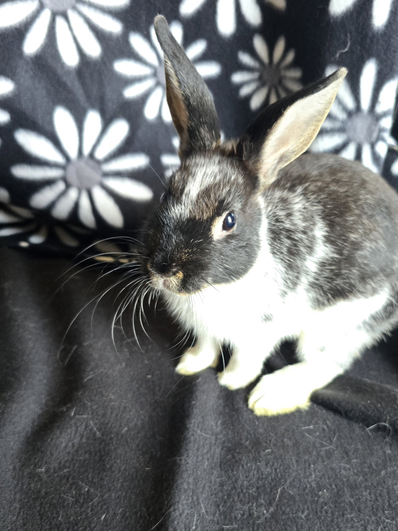Tristan, rabbit — photo 1 of 4