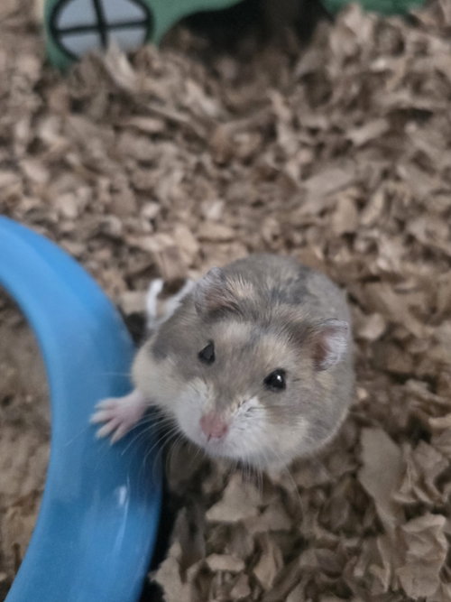 Grimus