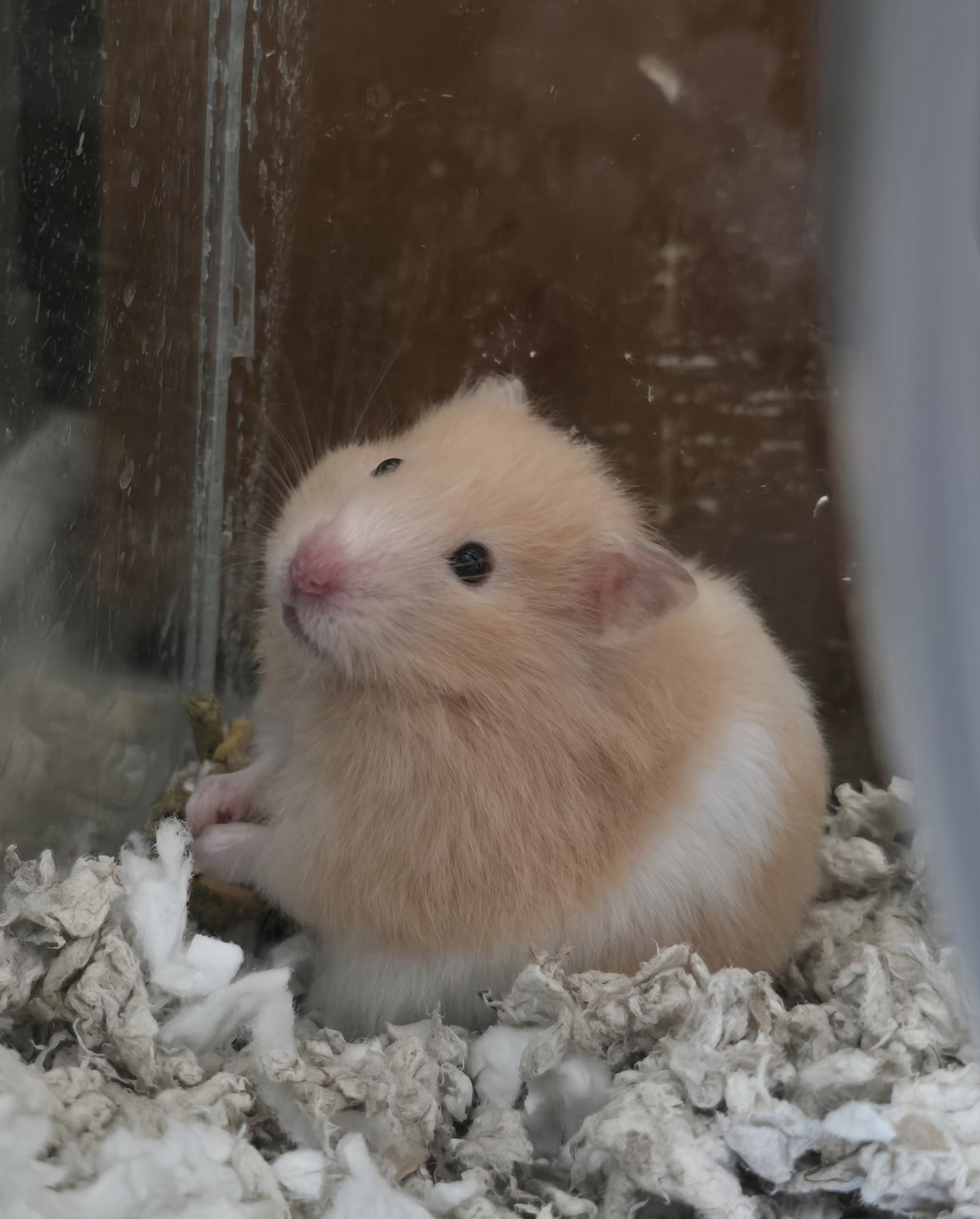 Buttercup, photo 2