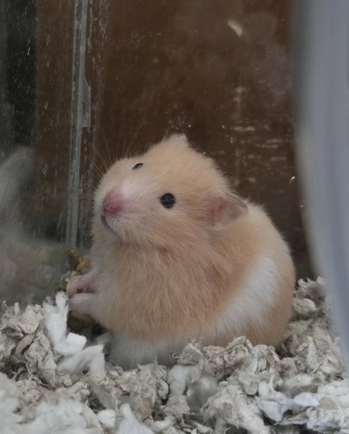 Buttercup photo 2