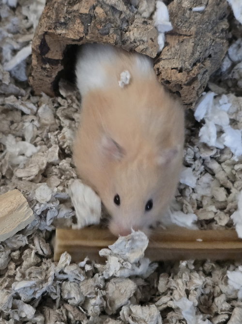 Buttercup photo 3