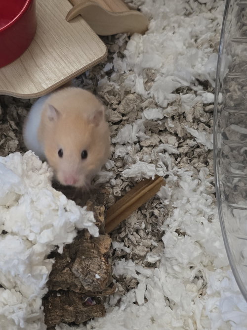 Buttercup photo 4